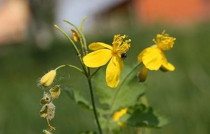 Postul, ca un mijloc de întinerire a corpului la domiciliu