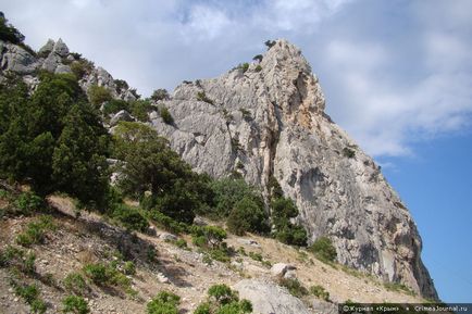 Mountain cat - revista 