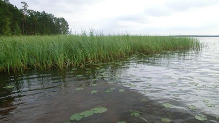 Гора ветлан, музей природи заповідника Вішерський і озеро Нюхті, знову в дорогу