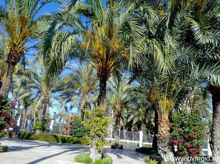 Місто Ельче іспанія на узбережжі коста бланка, його визначні пам'ятки, включаючи пальмовий ліс