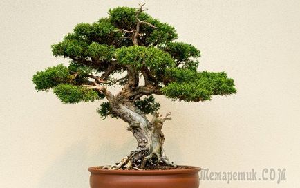 Pot pentru bonsai cum să faci alegerea potrivită