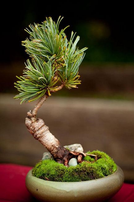 Pot pentru bonsai cum să faci alegerea potrivită