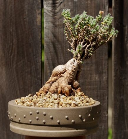 Pot bonsai, hogyan lehet a helyes választás