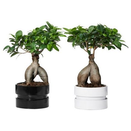 Pot pentru bonsai cum să faci alegerea potrivită