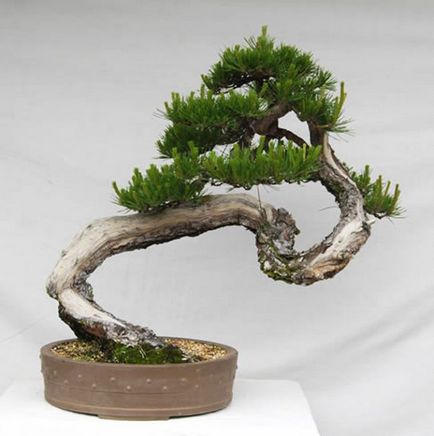 Pot bonsai, hogyan lehet a helyes választás