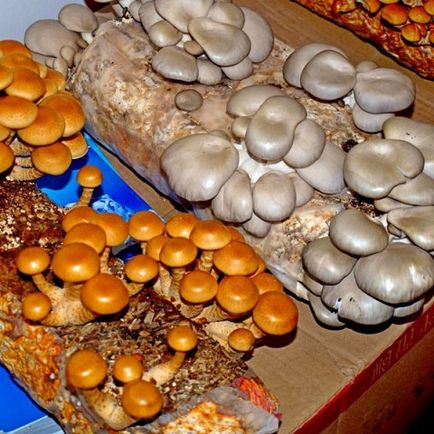 Гриби і продукти грибівництва в раціоні тварин