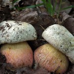 Descrierea satanica a ciupercilor, unde creste, cum se face distinctia intre alb si stejar, este o ciuperca otravitoare