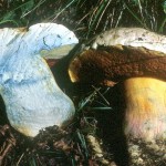 Гриб сатанинський опис, де росте, як відрізнити від білого і Дубовика, отруйний це гриб