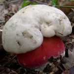 Descrierea satanica a ciupercilor, unde creste, cum se face distinctia intre alb si stejar, este o ciuperca otravitoare