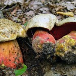 Гриб сатанинський опис, де росте, як відрізнити від білого і Дубовика, отруйний це гриб
