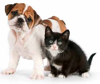 Herba vitae șampon pentru câini și pisici de gudron - cumpăra ieftin în moscow în ieftine