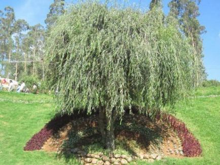 Willow globular, plantare și îngrijire