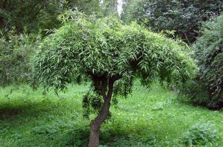 Willow globular, plantare și îngrijire