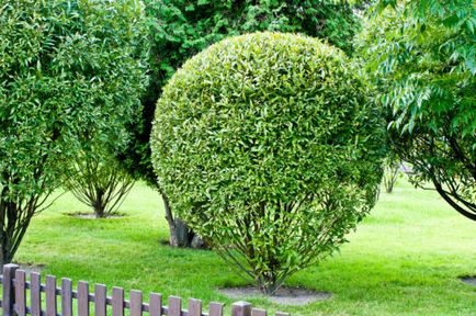 Willow globular, plantare și îngrijire