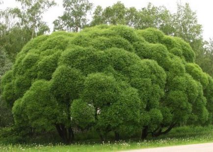 Willow globular, plantare și îngrijire