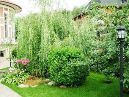 Willow globular, plantare și îngrijire