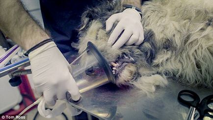 Câinele mutilat și violat a fost salvat de la moarte, dar maniacul este protejat de lege de pedeapsă