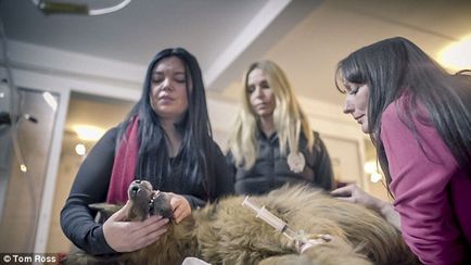 Csonka és megerőszakolta egy kutyát mentettek meg a haláltól, hanem egy mániákus a büntetés a törvény által védett