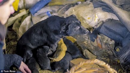 Понівечену і зґвалтовану собаку врятували від загибелі, але маніяка від покарання захищає закон