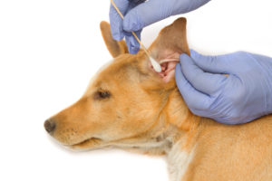 Як чистити вуха собаці поради та рекомендації