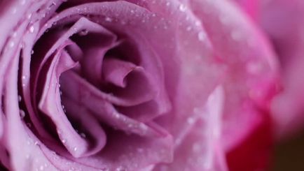 Ca și aceste petale roz în roua ♥ ღ ca aceste petale roz în roua ♥ ღ