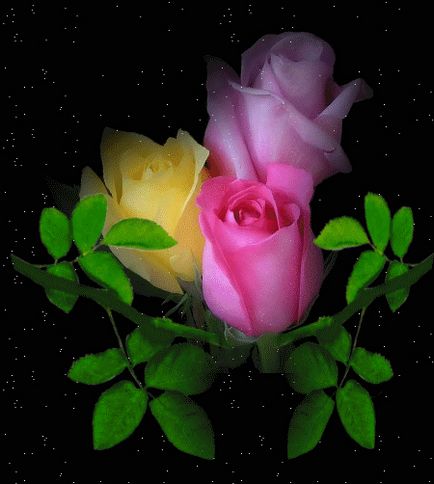 Ca și aceste petale roz în roua ♥ ღ ca aceste petale roz în roua ♥ ღ