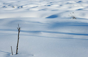 Cum să fotografiezi un peisaj de iarnă, natura planetei în lentilă