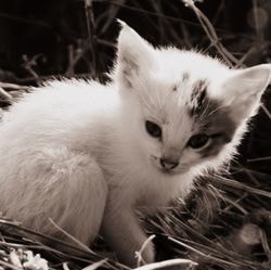 Які породи кішок найрозумніші - все про котів і кішок з любов'ю