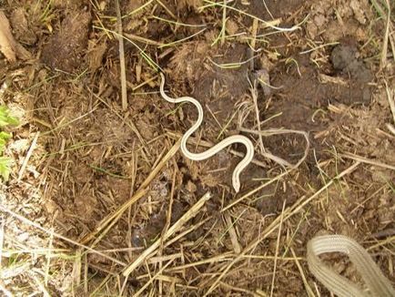 Megszabadulni kígyók mellett a házban, azokat a kert és veteményeskert - egy könnyű dolog