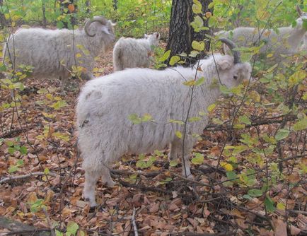 Cum am pornit caprele Angora și legea lor, portalul principal al fermei - totul despre afaceri în mediul rural