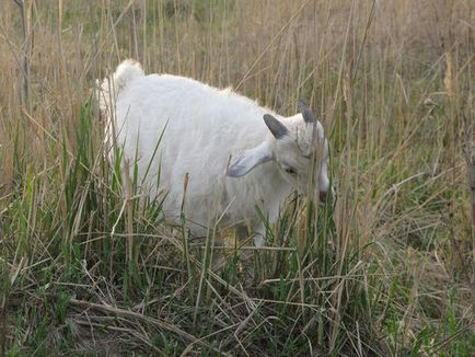 Cum am pornit caprele Angora și legea lor, portalul principal al fermei - totul despre afaceri în mediul rural