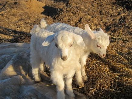 Cum am pornit caprele Angora și legea lor, portalul principal al fermei - totul despre afaceri în mediul rural