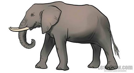 Cum de a desena un elefant în creion în etape, ❤lessdraw❤