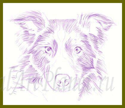 Як намалювати собаку бордер-коллі кольоровими олівцями поетапно