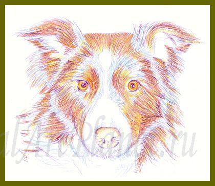 Cum de a desena un câine de frontieră-collie în creioane colorate în etape