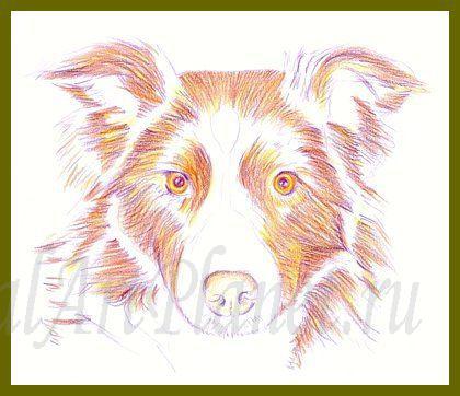 Як намалювати собаку бордер-коллі кольоровими олівцями поетапно