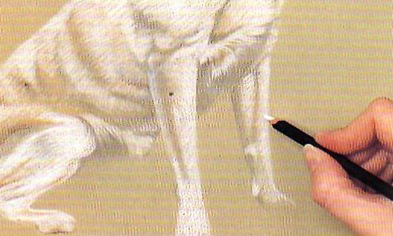 Cum să atragă un câine în creioane colorate