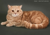 Cum de a numi un pisoi o fata gri prikolno, Scottish fold, tricolor, britanic