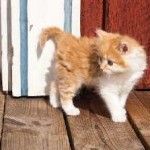Hogyan kell elnevezni a cica lány szürke vicces, skót fold, tricolor, UK