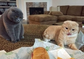 Cum de a numi un pisoi o fata gri prikolno, Scottish fold, tricolor, britanic