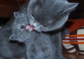 Cum de a numi un pisoi o fata gri prikolno, Scottish fold, tricolor, britanic