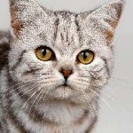 Hogyan kell elnevezni a cica lány szürke vicces, skót fold, tricolor, UK