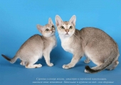 Cum de a numi un pisoi o fata gri prikolno, Scottish fold, tricolor, britanic