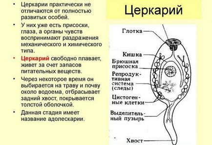 Як передається опісторхоз від людини до людини, заразний чи ні