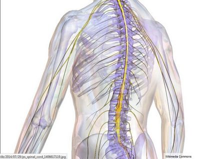 Cum să fixăm maduva spinării