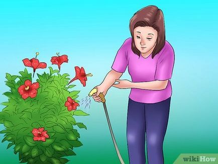 Cum să vă pregătiți pentru hibiscusul de iarnă pe termen lung