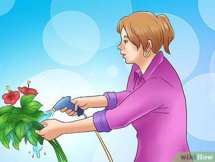 Cum să vă pregătiți pentru hibiscusul de iarnă pe termen lung