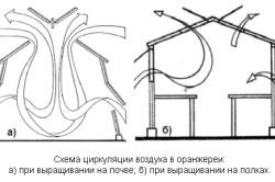 Як побудувати оранжерею самостійно