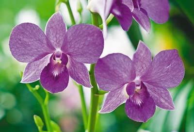 Hogyan törődik orchideák - tippek kezdőknek