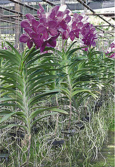 Hogyan törődik orchideák - tippek kezdőknek